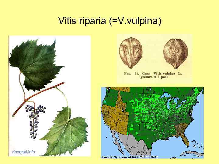 Vitis riparia (=V. vulpina) 