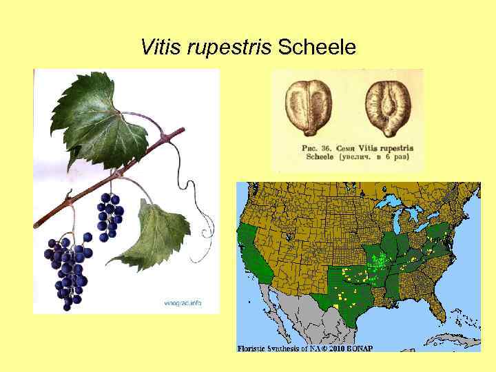 Vitis rupestris Scheele 