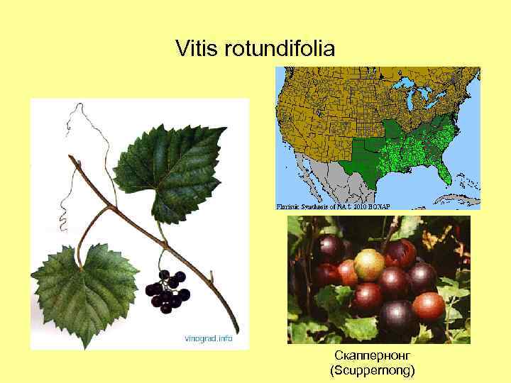 Vitis rotundifolia Скаппернонг (Scuppernong) 