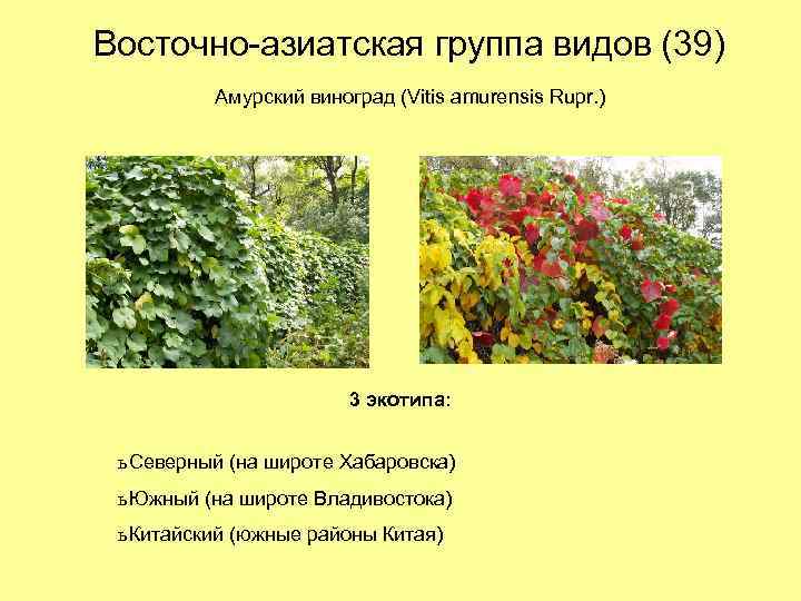 Восточно-азиатская группа видов (39) Амурский виноград (Vitis amurensis Rupr. ) 3 экотипа: ь Северный