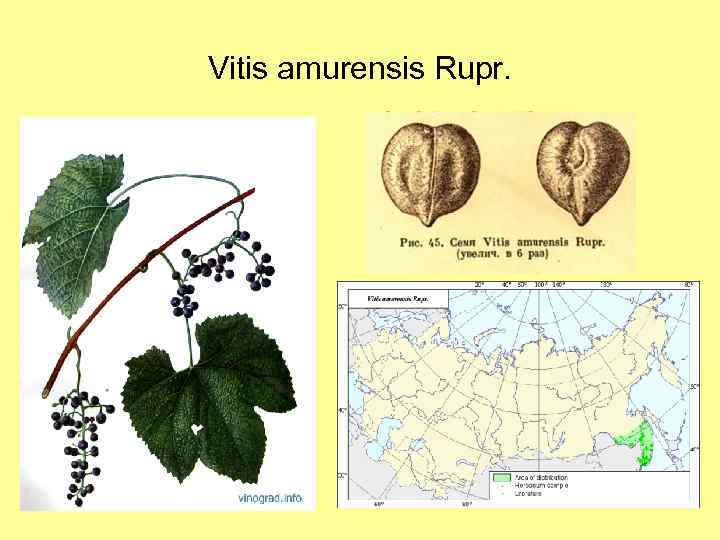 Vitis amurensis Rupr. 