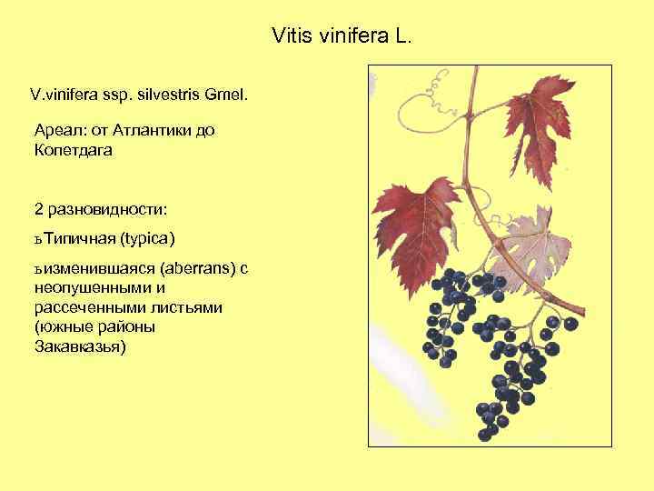 Vitis vinifera L. V. vinifera ssp. silvestris Gmel. Ареал: от Атлантики до Копетдага 2