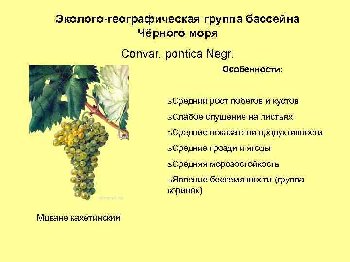 Эколого-географическая группа бассейна Чёрного моря Convar. pontica Negr. Особенности: ь Средний рост побегов и