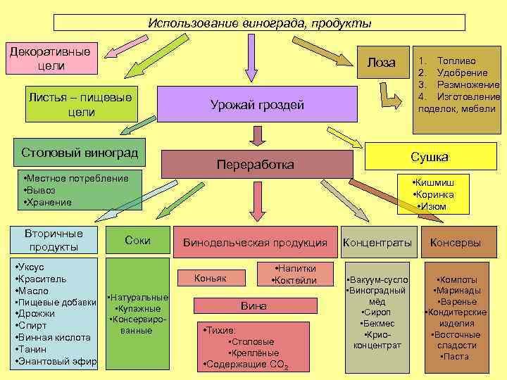 Использование винограда, продукты Декоративные цели Листья – пищевые цели Столовый виноград Урожай гроздей Сушка