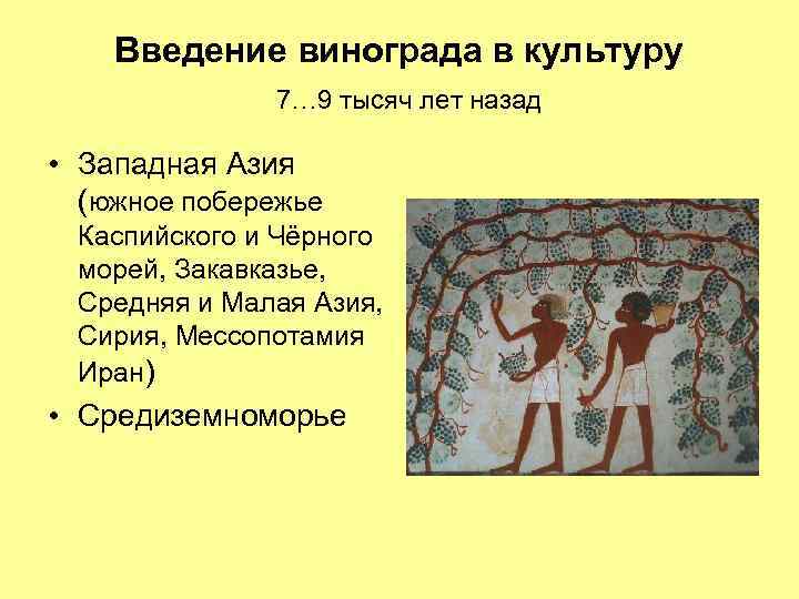 Введение винограда в культуру 7… 9 тысяч лет назад • Западная Азия (южное побережье