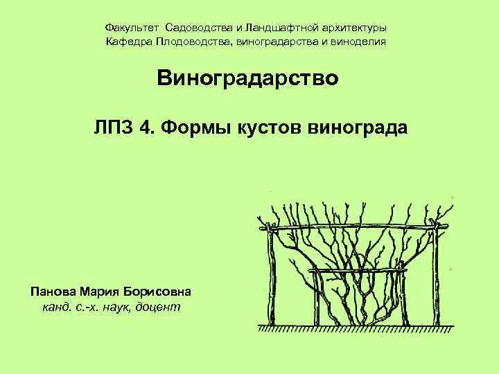 Факультет Садоводства и Ландшафтной архитектуры Кафедра Плодоводства, виноградарства и виноделия Виноградарство ЛПЗ 4. Формы