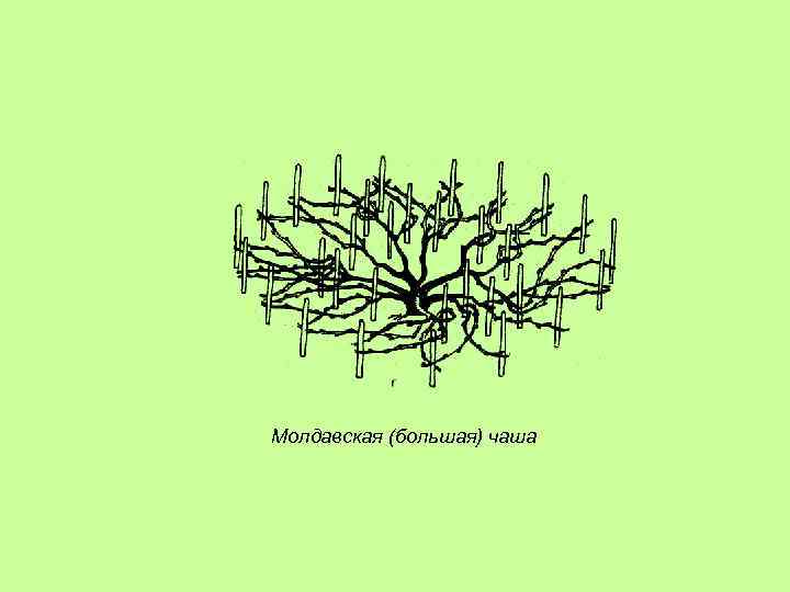 Молдавская (большая) чаша 