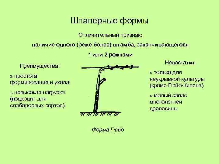 Шпалерные формы Отличительный признак: наличие одного (реже более) штамба, заканчивающегося 1 или 2 рожками