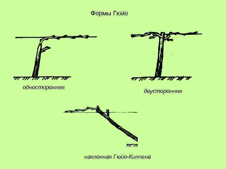 Обрезка винограда по системе гюйо схема