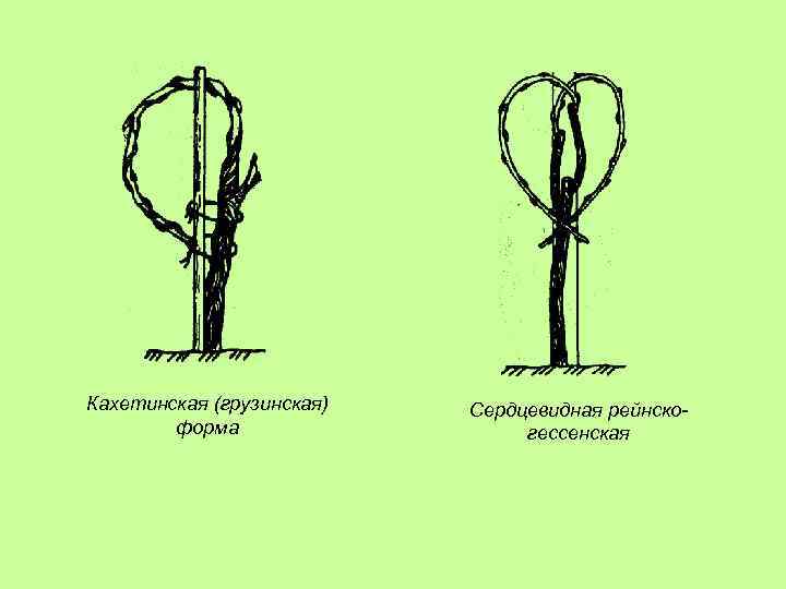 Кахетинская (грузинская) форма Сердцевидная рейнскогессенская 