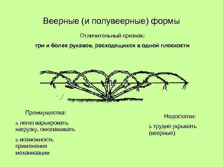 Веерные (и полувеерные) формы Отличительный признак: три и более рукавов, расходящихся в одной плоскости