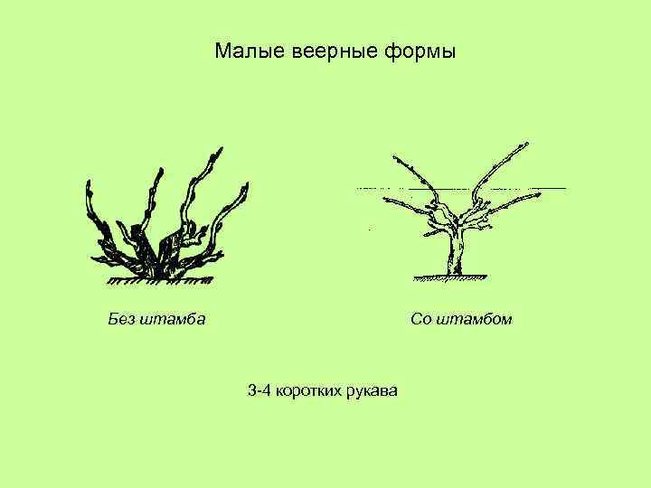 Малые веерные формы Без штамба Со штамбом 3 -4 коротких рукава 