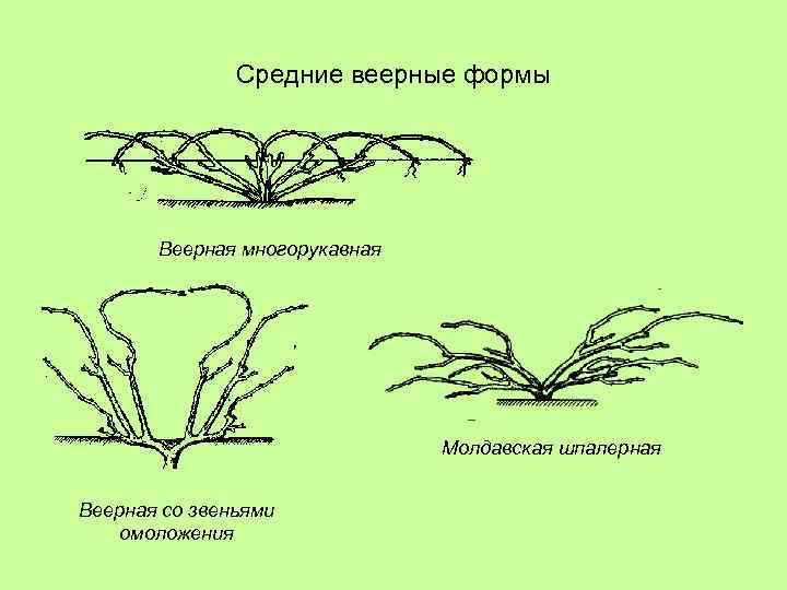 Средние веерные формы Веерная многорукавная Молдавская шпалерная Веерная со звеньями омоложения 