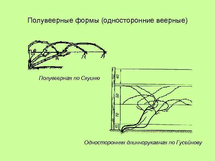 Полувеерные формы (односторонние веерные) Полувеерная по Скуиню Односторонняя длиннорукавная по Гусейнову 