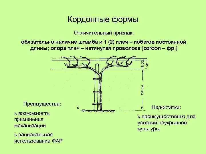 Кордонные формы Отличительный признак: обязательно наличие штамба и 1 (2) плеч – побегов постоянной