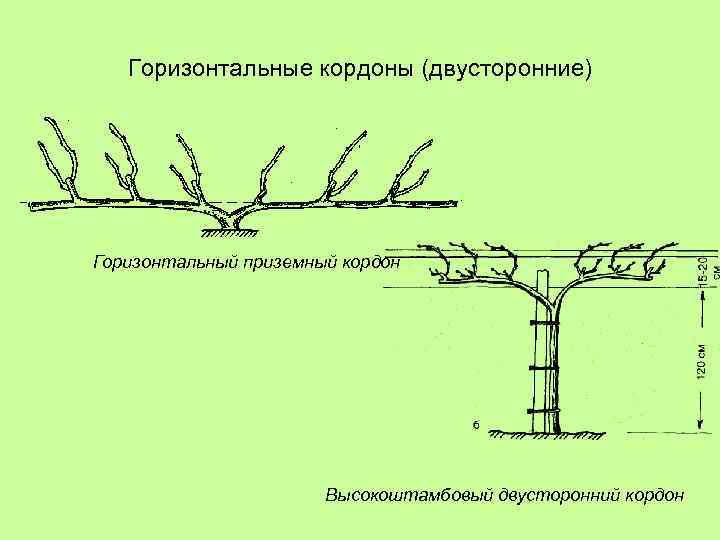 Горизонтальные кордоны (двусторонние) Горизонтальный приземный кордон Высокоштамбовый двусторонний кордон 