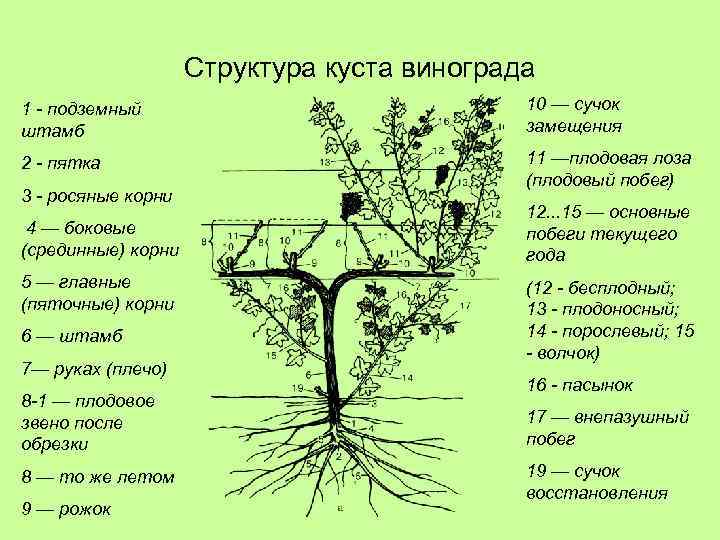 Структура куста винограда 1 - подземный штамб 10 — сучок замещения 2 - пятка