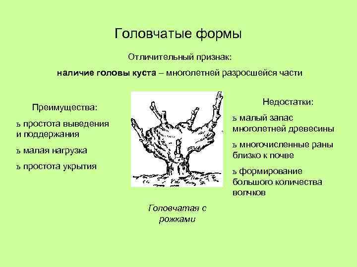 Головчатые формы Отличительный признак: наличие головы куста – многолетней разросшейся части Недостатки: Преимущества: ь