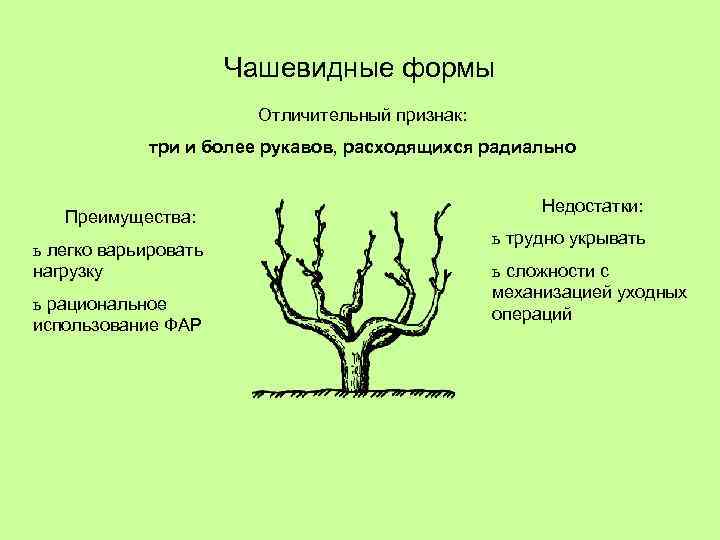 Чашевидные формы Отличительный признак: три и более рукавов, расходящихся радиально Преимущества: ь легко варьировать