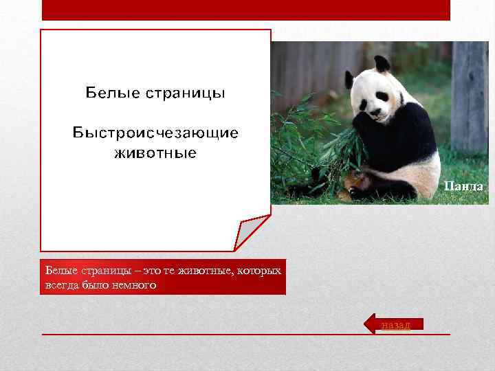 Белые страницы Быстроисчезающие животные Панда Белые страницы – это те животные, которых всегда было