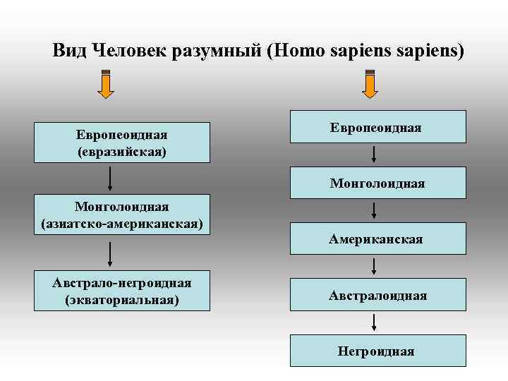 Вид Человек разумный (Homo sapiens) Европеоидная (евразийская) Европеоидная Монголоидная (азиатско-американская) Австрало-негроидная (экваториальная) Американская Австралоидная