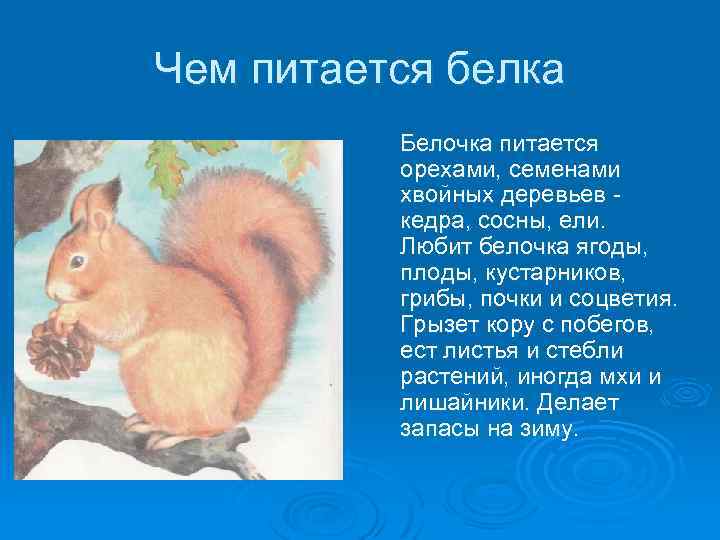 Чем питается белка Белочка питается орехами, семенами хвойных деревьев кедра, сосны, ели. Любит белочка