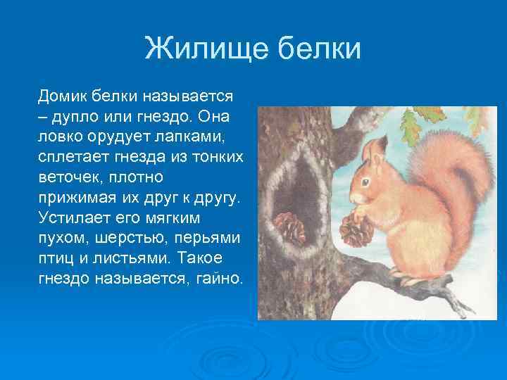 Жилище белки Домик белки называется – дупло или гнездо. Она ловко орудует лапками, сплетает