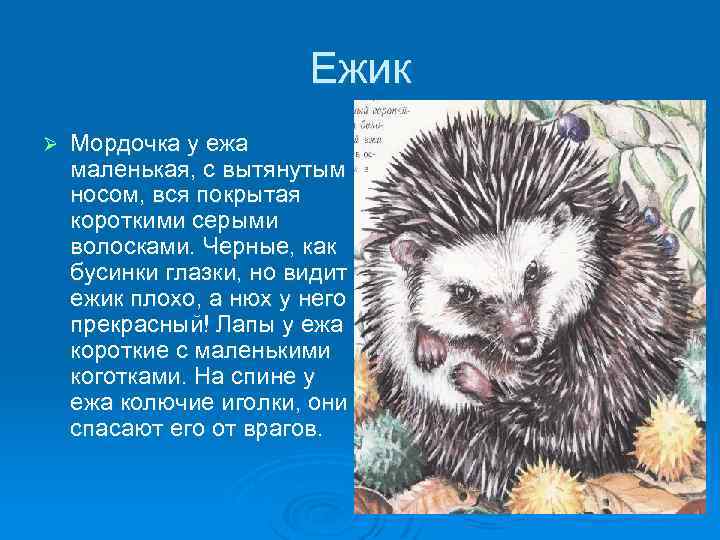 Ежик Ø Мордочка у ежа маленькая, с вытянутым носом, вся покрытая короткими серыми волосками.