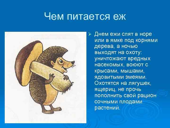 Чем питается еж Ø Днем ежи спят в норе или в ямке под корнями