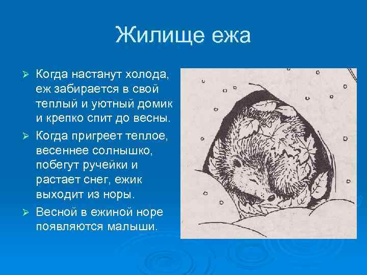 Жилище ежа Когда настанут холода, еж забирается в свой теплый и уютный домик и
