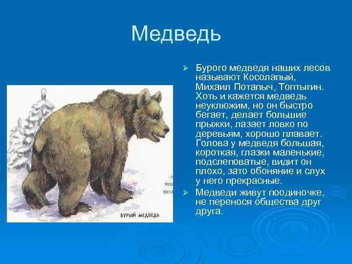 Медведь Бурого медведя наших лесов называют Косолапый, Михаил Потапыч, Топтыгин. Хоть и кажется медведь