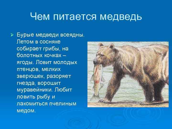 Чем питается медведь Ø Бурые медведи всеядны. Летом в сосняке собирает грибы, на болотных
