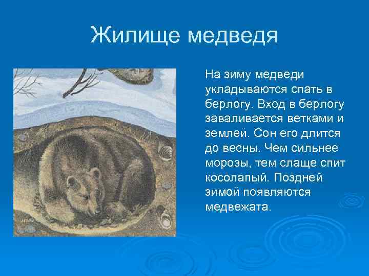 Жилище медведя На зиму медведи укладываются спать в берлогу. Вход в берлогу заваливается ветками