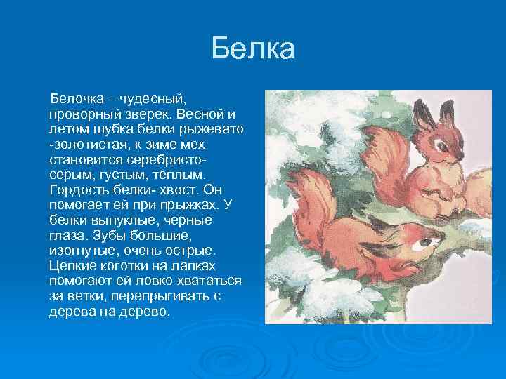Белка Белочка – чудесный, проворный зверек. Весной и летом шубка белки рыжевато -золотистая, к