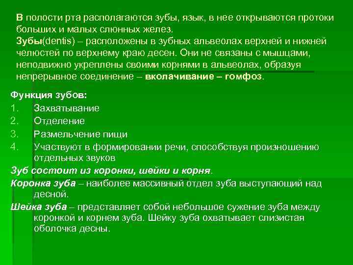 В полости рта располагаются зубы, язык, в нее открываются протоки больших и малых слюнных