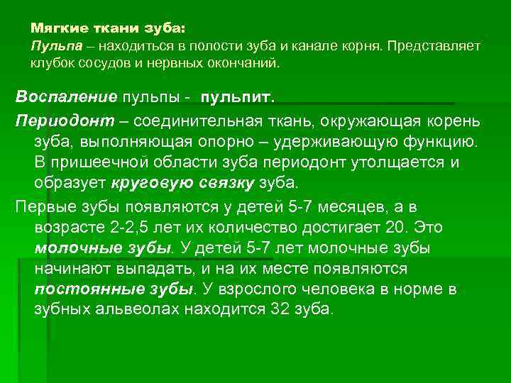 Мягкие ткани зуба: Пульпа – находиться в полости зуба и канале корня. Представляет Пульпа