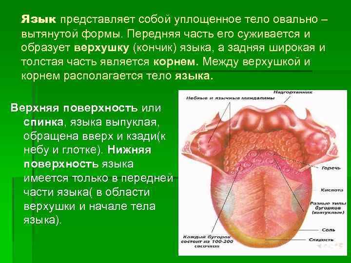 Язык представляет собой уплощенное тело овально – вытянутой формы. Передняя часть его суживается и