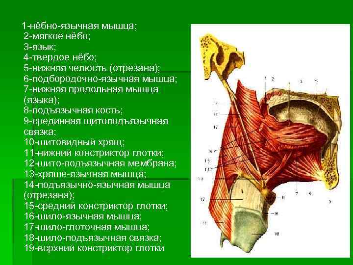  1 нёбно язычная мышца; 2 мягкое нёбо; 3 язык; 4 твердое нёбо; 5