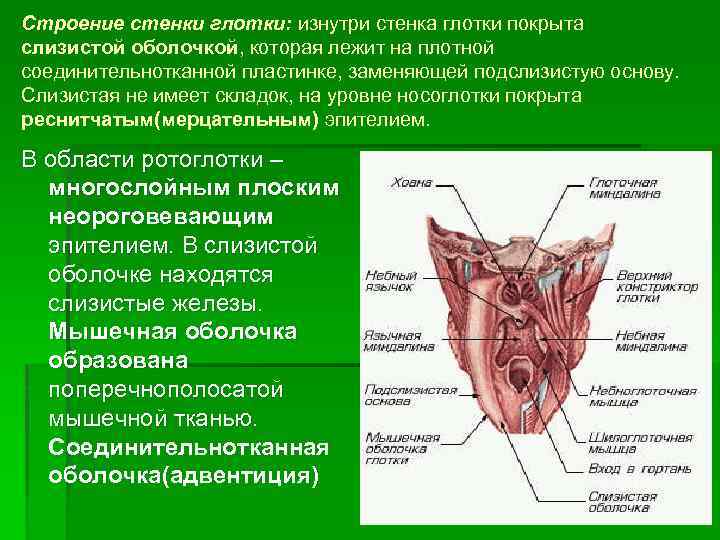 Строение стенки глотки: изнутри стенка глотки покрыта слизистой оболочкой, которая лежит на плотной соединительнотканной