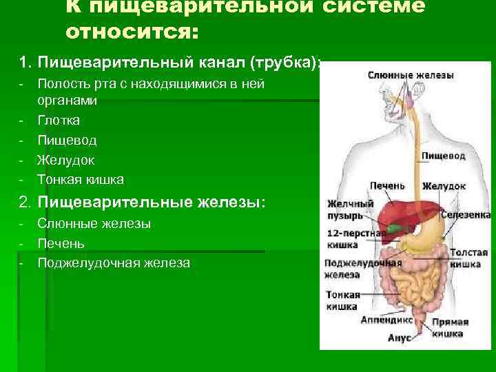 К пищеварительной системе относится: 1. Пищеварительный канал (трубка): Полость рта с находящимися в ней