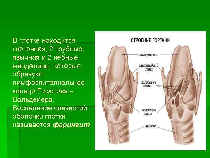 В глотке находится глоточная, 2 трубные, язычная и 2 небные миндалины, которые образуют лимфоэпителиальное