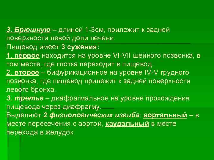 3. Брюшную – длиной 1 3 см, прилежит к задней поверхности левой доли печени.