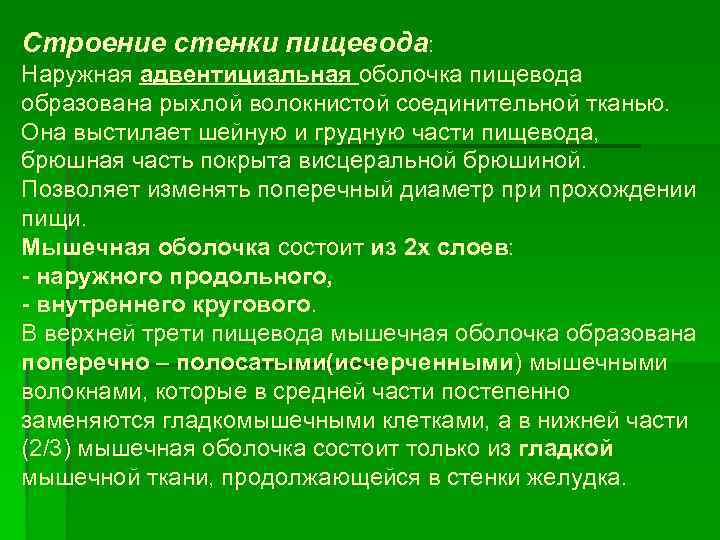 Строение стенки пищевода: Наружная адвентициальная оболочка пищевода образована рыхлой волокнистой соединительной тканью. Она выстилает