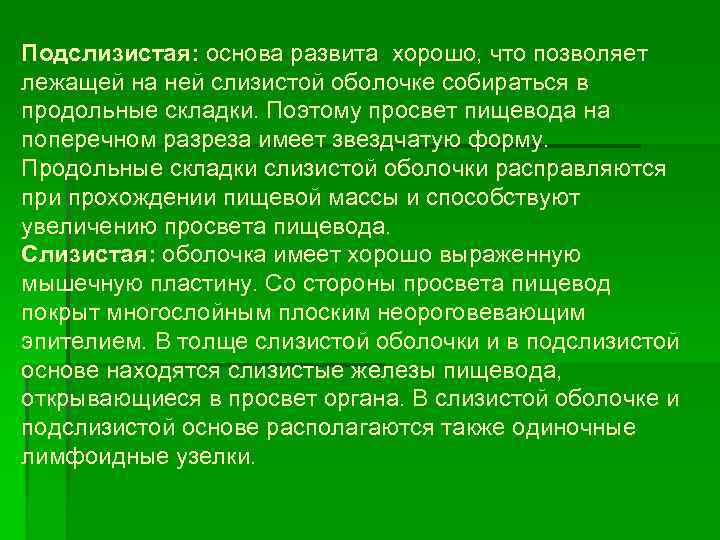 Подслизистая: основа развита хорошо, что позволяет лежащей на ней слизистой оболочке собираться в продольные