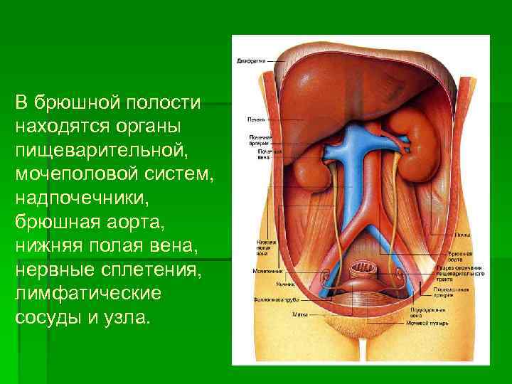 В брюшной полости находятся органы пищеварительной, мочеполовой систем, надпочечники, брюшная аорта, нижняя полая вена,