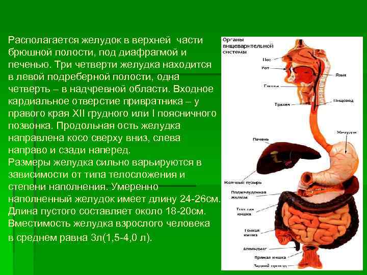 Располагается желудок в верхней части брюшной полости, под диафрагмой и печенью. Три четверти желудка