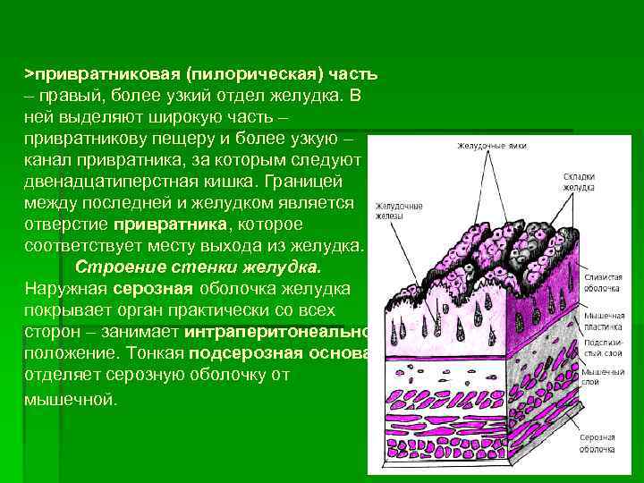 >привратниковая (пилорическая) часть – правый, более узкий отдел желудка. В ней выделяют широкую часть