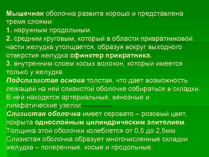 Мышечная оболочка развита хорошо и представлена тремя слоями: 1. наружным продольным. 2. средним круговым,