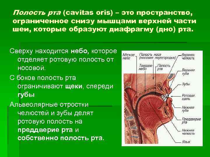 Полость рта (cavitas oris) – это пространство, ограниченное снизу мышцами верхней части шеи, которые