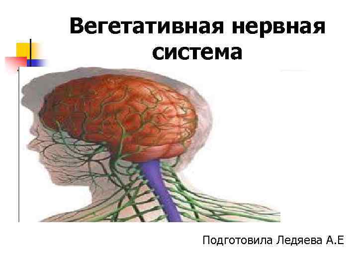 Вегетативная нервная система Подготовила Ледяева А. Е 